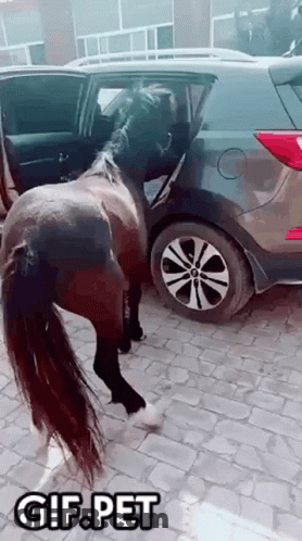 Horse Standing Next To Car GIF