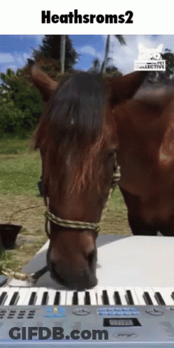 Horse Standing Next To Keyboard Heathsroms2 GIF
