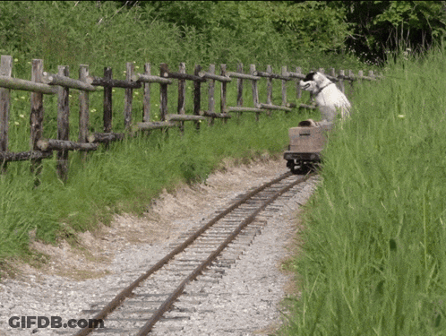 Horse Standing Next To Train Car On Track GIF