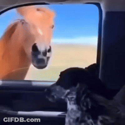 Horse Sticking Head Out Of Car Window With Dog GIF