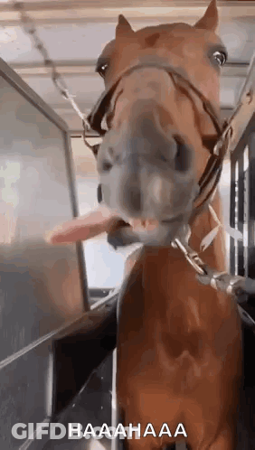 Horse Sticking Tongue Out GIF