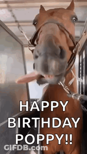 Horse Sticking Tongue Out Making Funny Face GIF