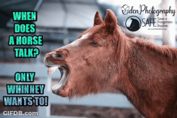 Horse Talk When It Neigh GIF