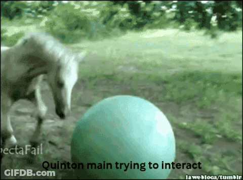 Horse Trying To Interact With Ball GIF