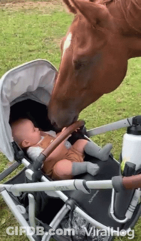 Horse Viralhog GIF