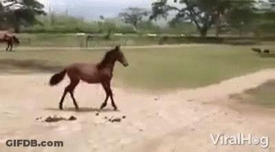 Horse Walking Across Dirt Field GIF
