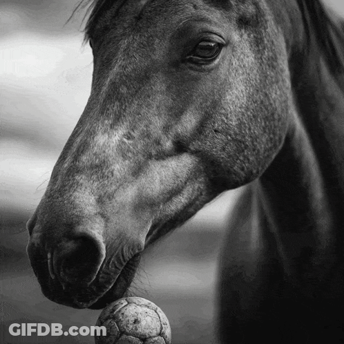 Horse With Ball In Mouth GIF