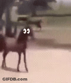Horse With Big Eyes Walking On Dirt Field GIF