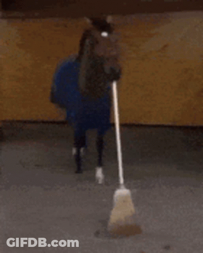 Horse With Blue Blanket And Broom In Mouth GIF
