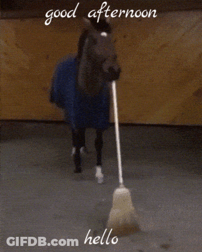 Horse With Broom Saying Good Afternoon GIF