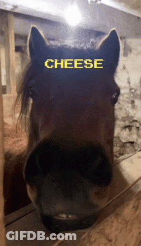 Horse With Cheese Word GIF