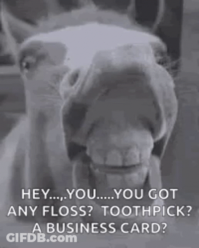 Horse With Mouth Open And Toothpick GIF