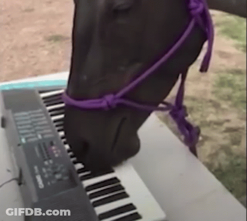 Horse With Purple Bridle Playing Piano GIF