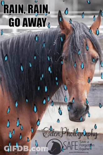 Horse With Rain Rain Go Away GIF