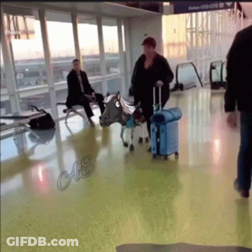 Horse With Saddle Walking Through Airport GIF