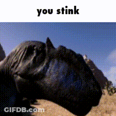 Horse With You Stink Text GIF