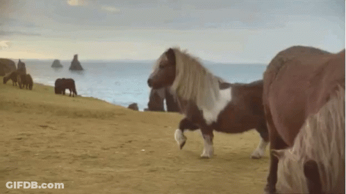 Horses Grazing On A Beach Near Ocean GIF