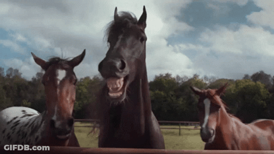 Horses Laughing Out Loud Barn GIF