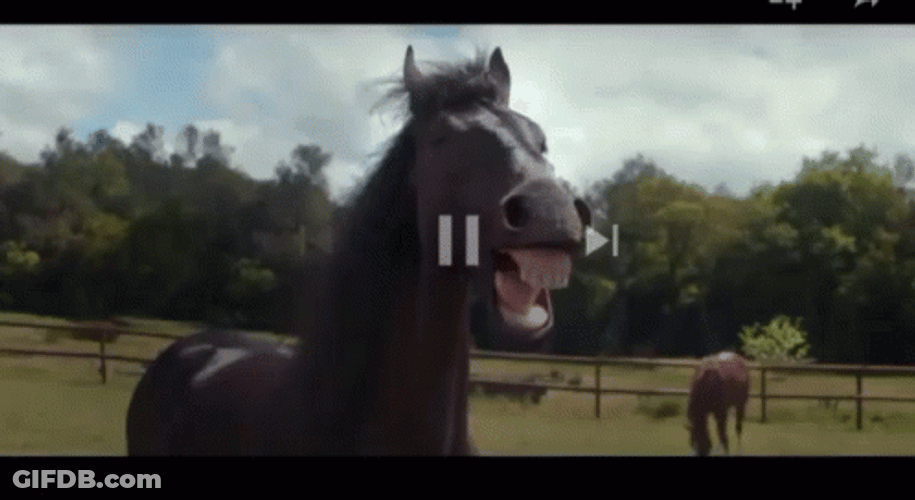 Horses Neigh At Each Other GIF