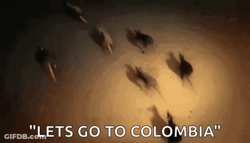 Horses Running In A Circle Saying Lets Go To Colombia GIF