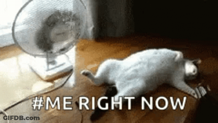 Hot As Hell Cat Solo Fan GIF