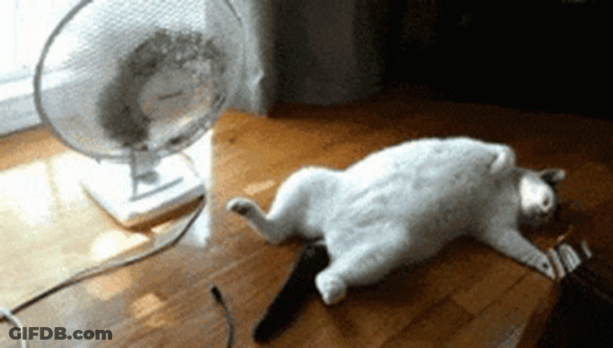 Hot Cat Day GIF