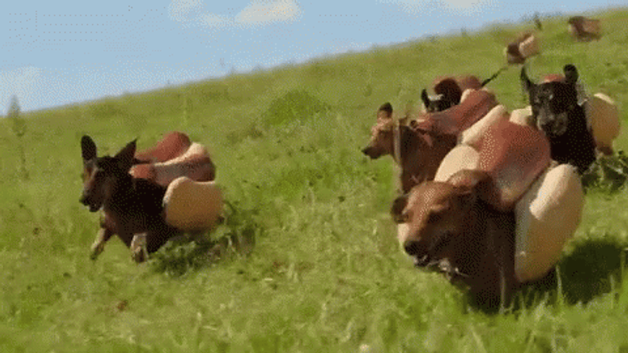 Hot Dog Face Weiner Running Field GIF