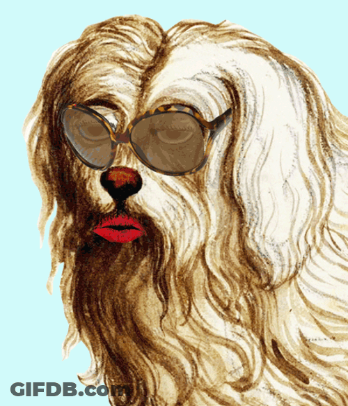 Hot Dogs Wiener Wednesday GIF