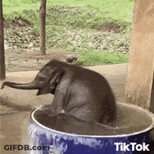 Hot Outside Baby Elephant Swimming In Tub GIF