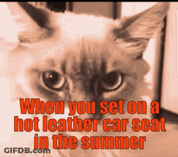 Hot Outside Cat Sitting On Leather Meme GIF