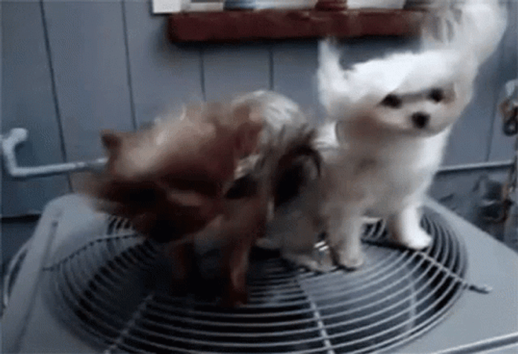 Hot Outside Fluffy Pups Windy Fan GIF