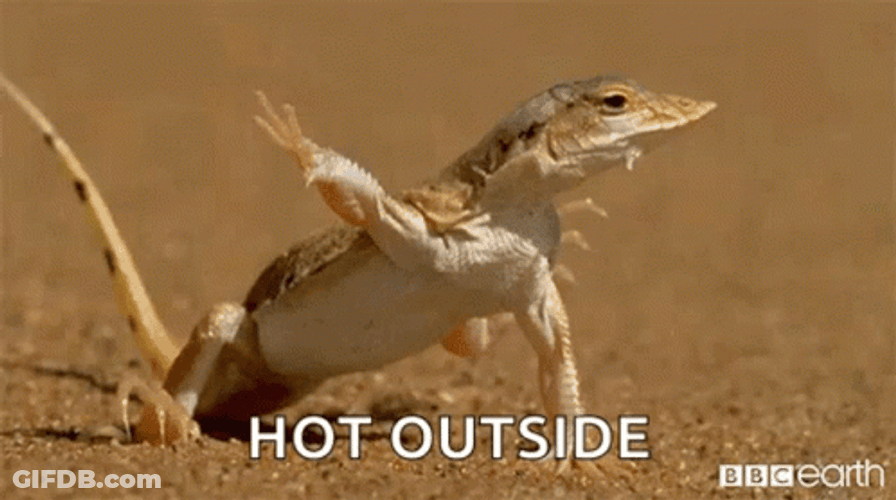 Hot Outside Lizard Crawling On Hot Sand GIF