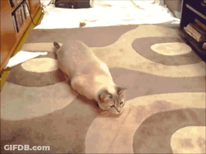 House Cat Shaking On Carpet GIF