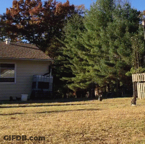 House With Fence And Trees GIF