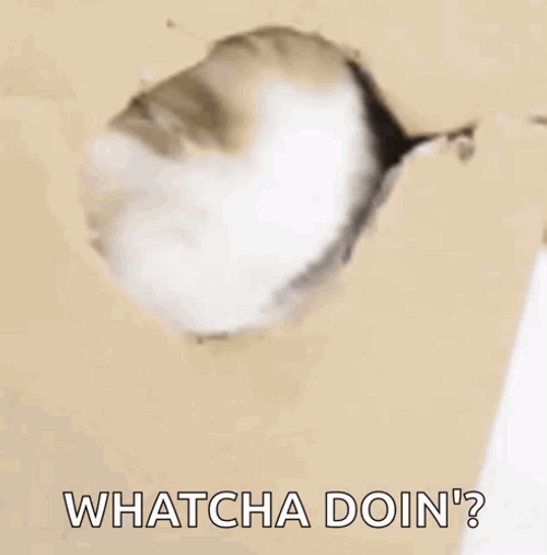 How Are You Doing Cat Peek A Boo GIF