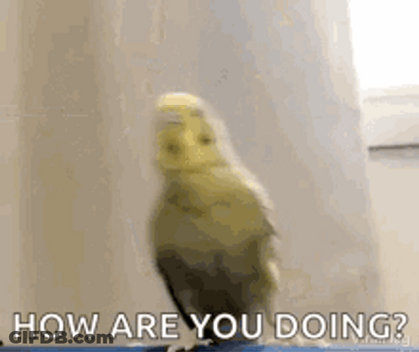 How Are You Doing Funny Birds GIF