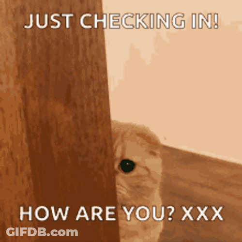How Are You Just Checking Cat GIF