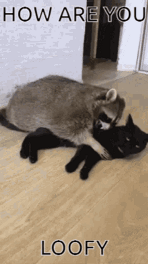 How Are You Raccoon Hugging Cat GIF