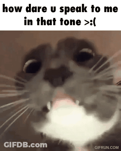 How Dare U Speak To Me Cat GIF