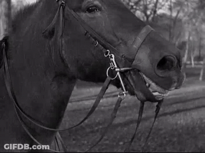 How Horse Neigh Smiling GIF