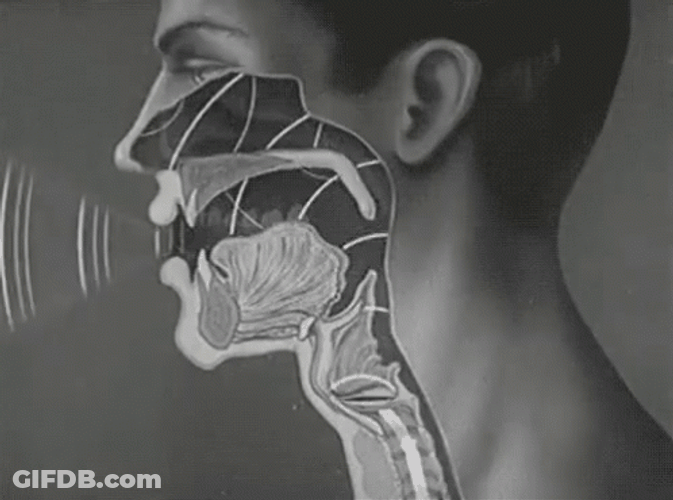 How Human Produces Sound Wave GIF