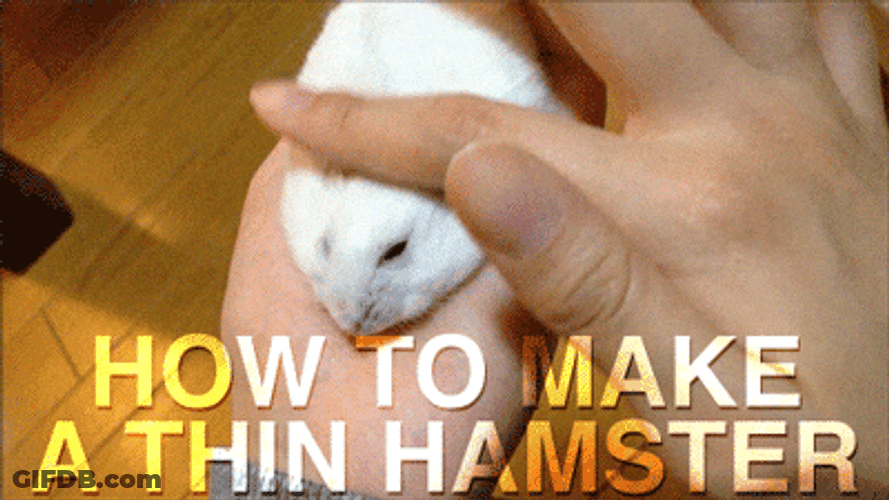 How To Make Thin Hamster Dance GIF