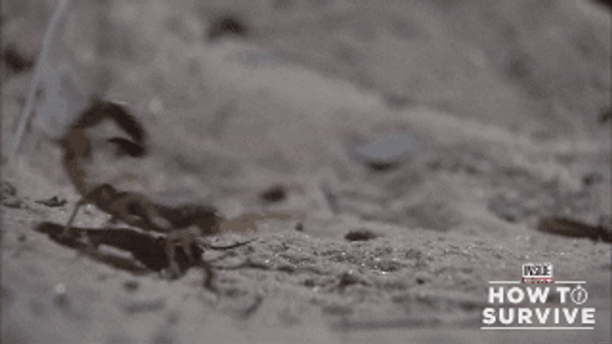 How To Survive Scorpion GIF