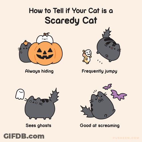 How To Tell If Your Cat Is Scared Poster GIF