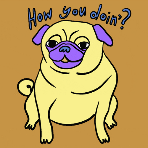 How You Doin Pug GIF