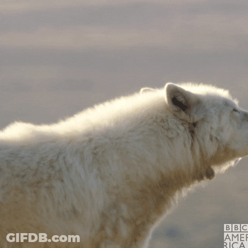 Howl White Wolf GIF