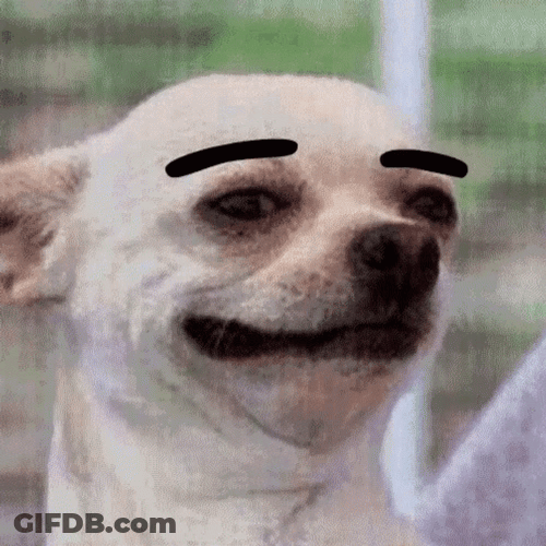Hubba Hubba Impressed Chihuahua GIF