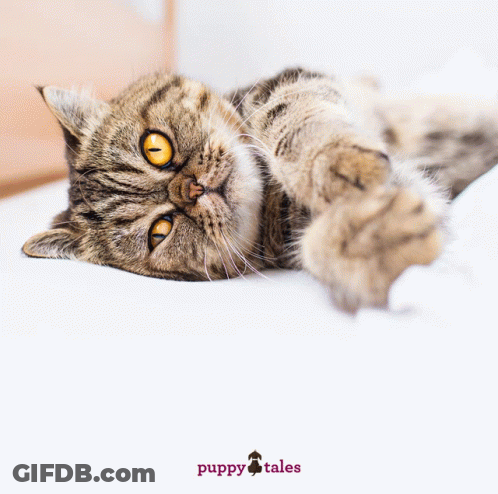 Hug Your Cat Day Poster GIF