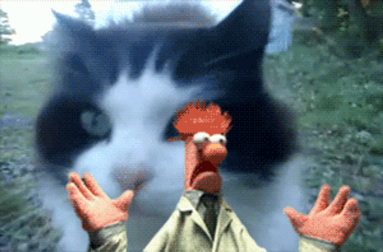 Huge Cat Chasing Scared Beaker GIF