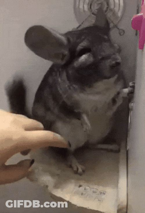 Huge Chinchilla Don't Want To Be Disturb GIF